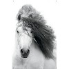 Trends International Grayscale Horse Unframed Wall Poster Prints - 4 of 4