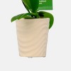 Live 2" Wave Orchid Potted Plant (Colors May Vary) - Good Little Garden™ - 4 of 4