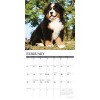 Willow Creek Press 2026 Bernese Mountain Puppies Wall Calendar - 3 of 4