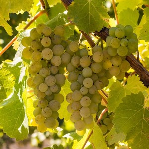 Van Zyverden Premium Grafted Bareroot Chardonnay Grape Vine - 1 of 4