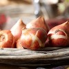 Tulips Havana Nights Blend Set of 15 bulbs - Red/Black - Van Zyverden - 2 of 3