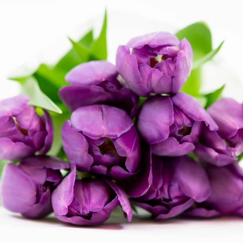 Fresh Cut 10-stem Tulip Flowers - Spritz™, 2 of 7