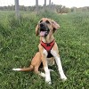 Doggie Design American River Choke Free Dog Harness Ombre Collection-Midnight Red - 4 of 4