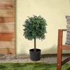National Tree Company 24" Boxwood Topiary: Indoor/Outdoor Decor, Remote-Controlled LED, No Maintenance - 2 of 4