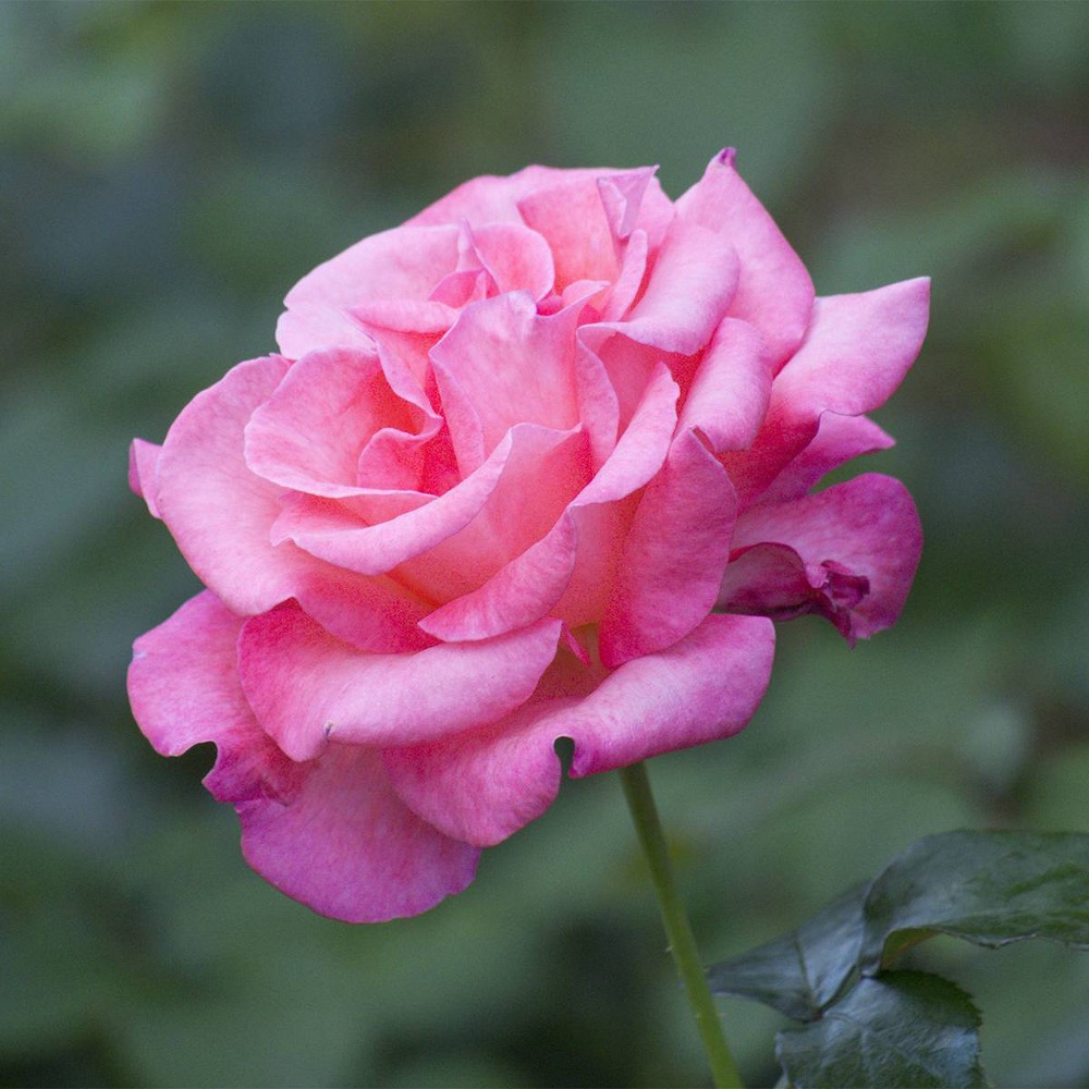 Van Zyverden Roses Queen Elizabeth Root Stock