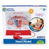 Learning Resources Pumping Heart Model, Science Model, Ages 8+ - 4 of 4
