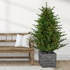 Northlight Real Touch™️ Pre-Lit Potted Deluxe Russian Pine Artificial Christmas Tree - 6' - Warm White LED Lights - 2 of 4