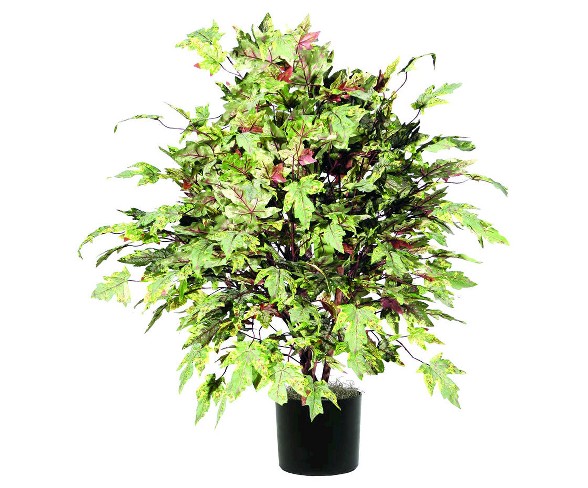 Frosted Maple Extra Full Bush on three or more Dragonwood Trunk in Black Plastic Pot and American made