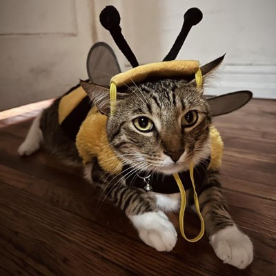 Bumble Bee Halloween Dog And Cat Costume Hyde Eek Boutique Target