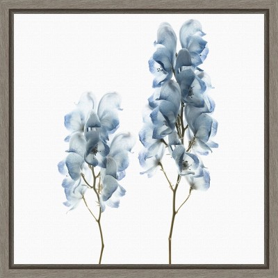 Amanti Art Blue Flower still life with white background by Savanah Plank Danita Delimont Canvas Wall Art Print Framed 16 x 16-in.
