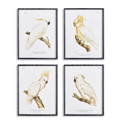 Plum & Post 21.5"W x 1.25"D x 27.5"H Parrot Study In White Framed Wall Art Set of 4