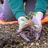 Window Garden - Cauliflower Vegetable Starter Kit - image 3 of 4