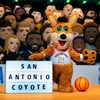 Bleacher Creatures San Antonio Spurs Coyote 10" Mascot Plush Figure (City Edition) - 2 of 4
