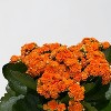 Live 5" Petite Flourish with Blooming Plant (Varieties and Colors May Vary) - Good Little Garden™ - 3 of 4
