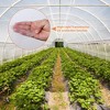 8FT x 25FT Greenhouse Plastic Sheeting Film Cover,Plastic Sheeting UV Resistant for Farm,Garden,Windproof Frost& Dust Proof - 3 of 4