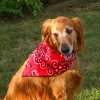 CTM 27 Inch Extra Large Cotton Paisley Bandana (Pack of 6) - image 3 of 3