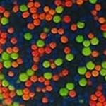 multi-color