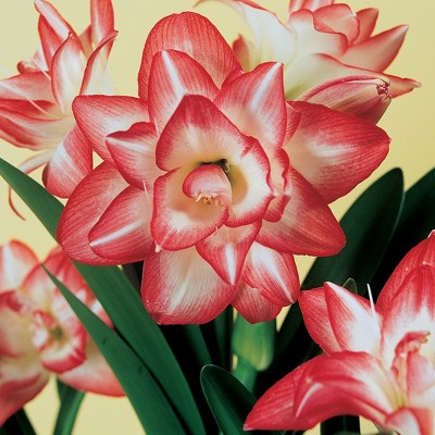 Amaryllis Blossom Peacock Set of 1 Bulb - Red/Pink/White - Van Zyverden