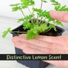 Soil Sunrise Live Citronella Geranium Plants; Pelargonium Citronella Scented Potted Plants - 3 of 4