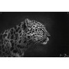 Trends International 5FishCreative - Leopard Portrait Unframed Wall Poster Prints - 4 of 4