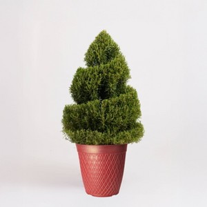 10" Rosemary Spiral - Good Little Garden™ - 1 of 4