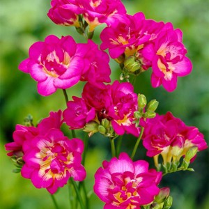 Van Zyverden 25ct Bulbs Freesia Purple Rain - 1 of 4