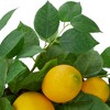 Northlight Lemons and Leaves Artificial Spring Wreath, Yellow - 18-Inch - 4 of 4