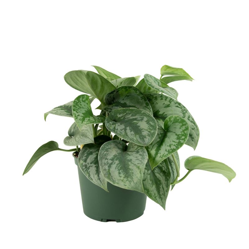 Silver Satin Pothos - National Plant Network, 1 of 6