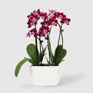 Live 4" Mini Orchid Duo Houseplant in Planter - Good Little Garden™ - 1 of 4