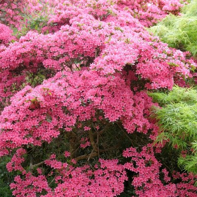 2.5qt Pink Pearl Azalea Plant with Soft Pink Blooms