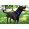 Country Brook Petz Heavy Duty Nylon Martingale Dog Collar with Deluxe Buckle - 30+ Vibrant Color Options - 3 of 4