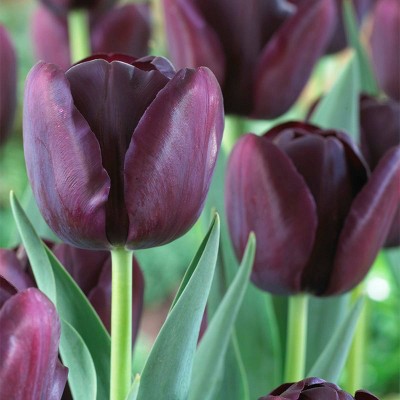 12ct Tulips Super Sized Queen Of Night Bulbs - Van Zyverden : Target