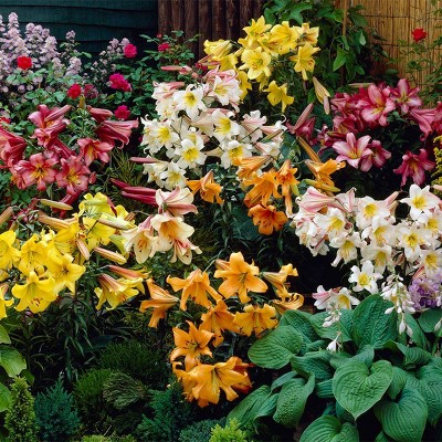 Van Zyverden Set of 12 Lilies Trumpet Collection Bulbs