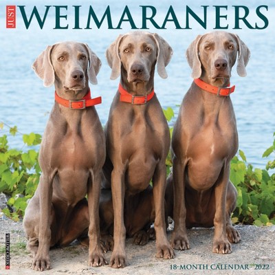 2022 Wall Calendar Just Weimaraners - Willow Creek Press