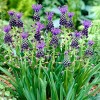 25ct Grape Hyacinths Comosum Bulbs - Van Zyverden - 3 of 4