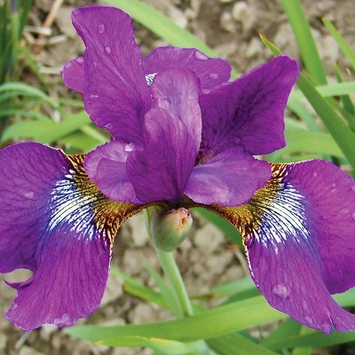 3ct Iris Siberica Claret Cup Roots - Van Zyverden