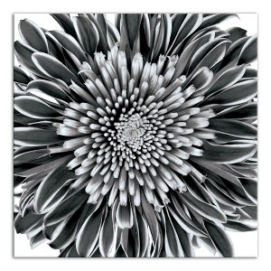 Creative Products Gray Flower Photograph 36x36 Canvas Wall Art - 1 of 4