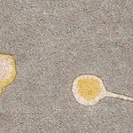 taupe, mustard, charcoal