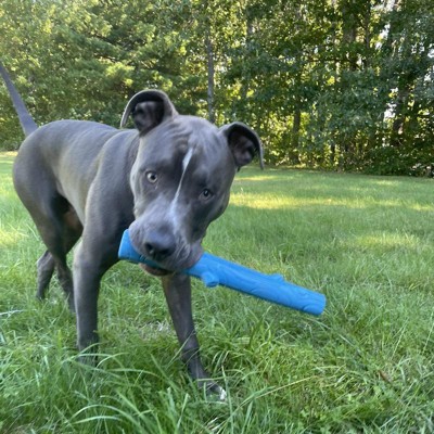 Long Rubber Stick With Crinkles Dog Toy - Blue - Boots & Barkley™ : Target