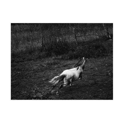 18" x 24" Alendanda 'Running Horse' Unframed Wall Canvas - Trademark Fine Art