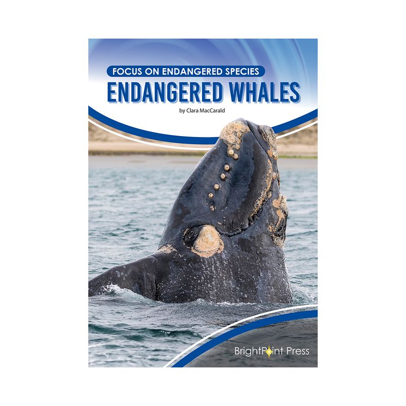 Endangered Whales - (Focus on Endangered Species) by  Clara Maccarald (Hardcover), 1 of 2