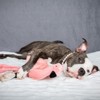Fluff & Tuff Lola Flamingo Dog Toy - 18" - 3 of 4