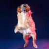 BARK Netflix Stranger Things DemorGoFetch Ball Dog Toy - image 4 of 4