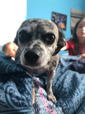 BISSELL Pro Oxy Stain Destroyer Pet Pretreat & Stain Remover, Fresh Scent, 18 oz