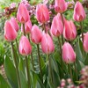 Van Zyverden 12ct Bulbs Tulips Cosmopolitan - 2 of 4