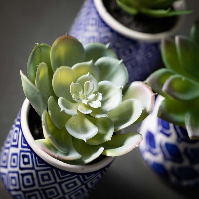 Spring Essence Trio of Artful Succulents in Patterned Pots