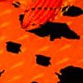 orange