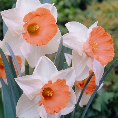 Daffodils Chromacolor Set of 12 Bulbs - White/Pink - Van Zyverden