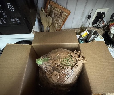 Guest review image 2 of 5, zoom in