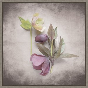 Amanti Art Vintage Hellebore Study VII by Felicity Bradley Framed Canvas Wall Art - 1 of 4